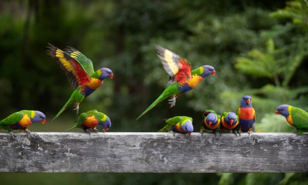 Số chim trên thế giới nhiều gấp 6 lần số người